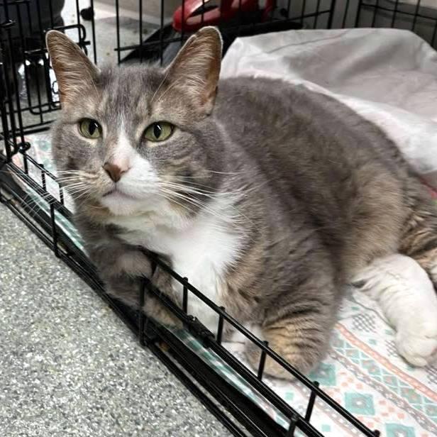 Enlarge Lilly, a Adoptable Domestic Short Hair in Pittsburgh, PA image 5/6