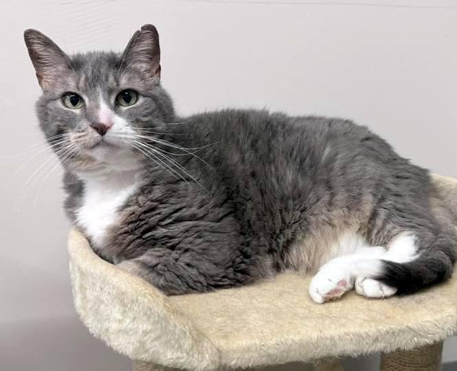 Enlarge Lilly, a Adoptable Domestic Short Hair in Pittsburgh, PA image 3/6