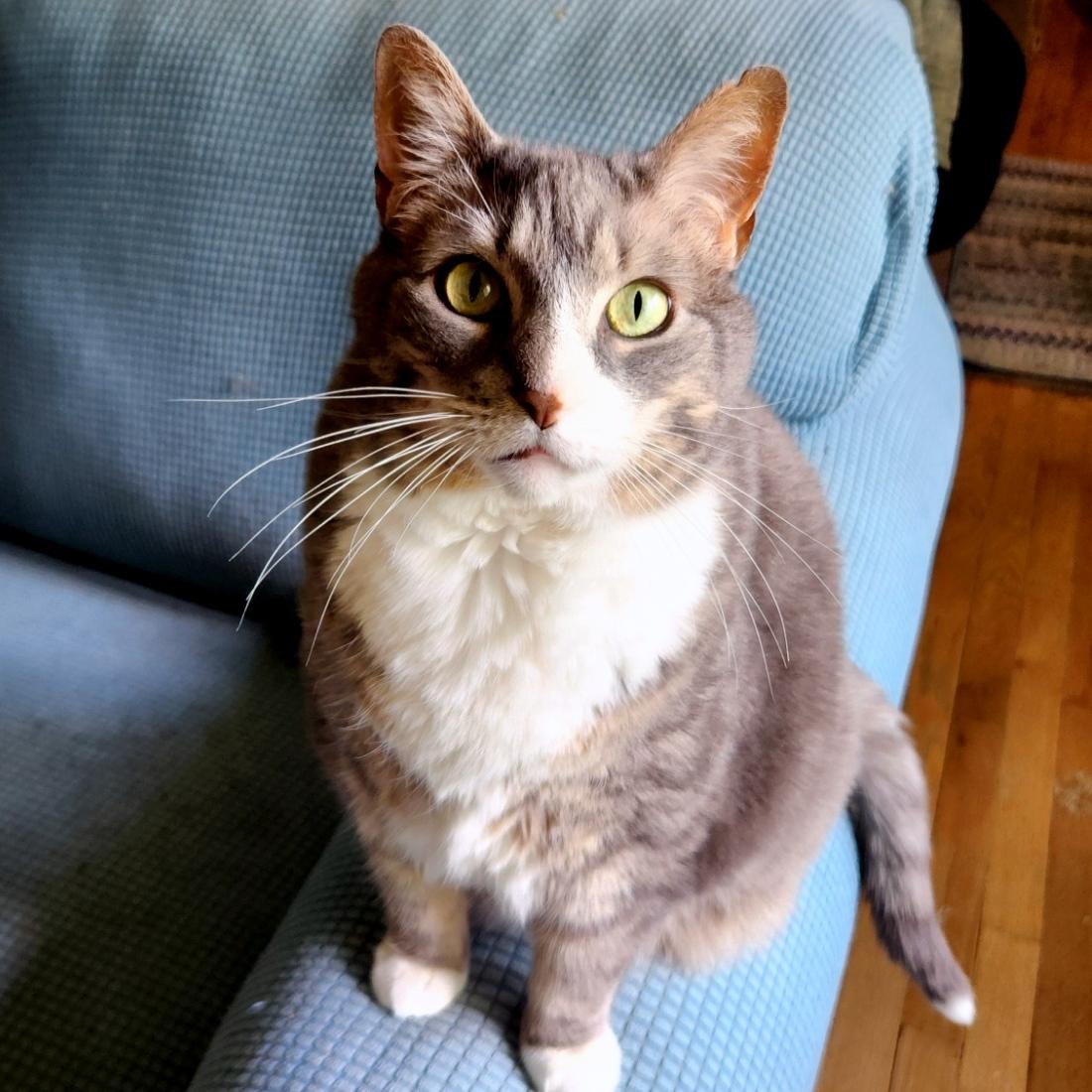 Enlarge Lilly, a Adoptable Domestic Short Hair in Pittsburgh, PA image 1/6
