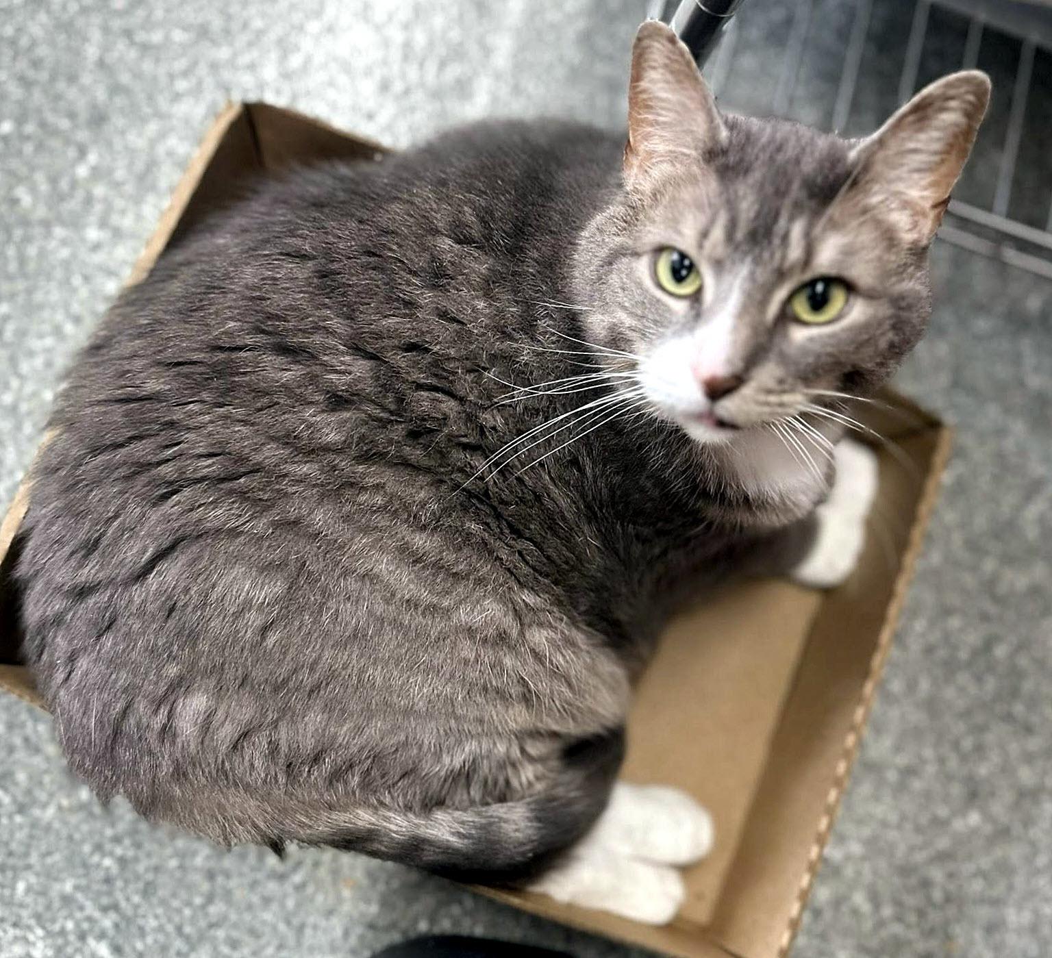 Enlarge Lilly, a Adoptable Domestic Short Hair in Pittsburgh, PA image 4/6