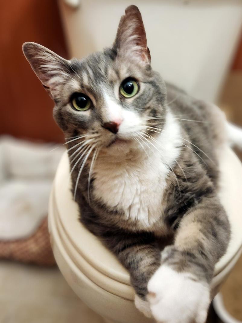 Enlarge Lilly, a Adoptable Domestic Short Hair in Pittsburgh, PA image 3/6
