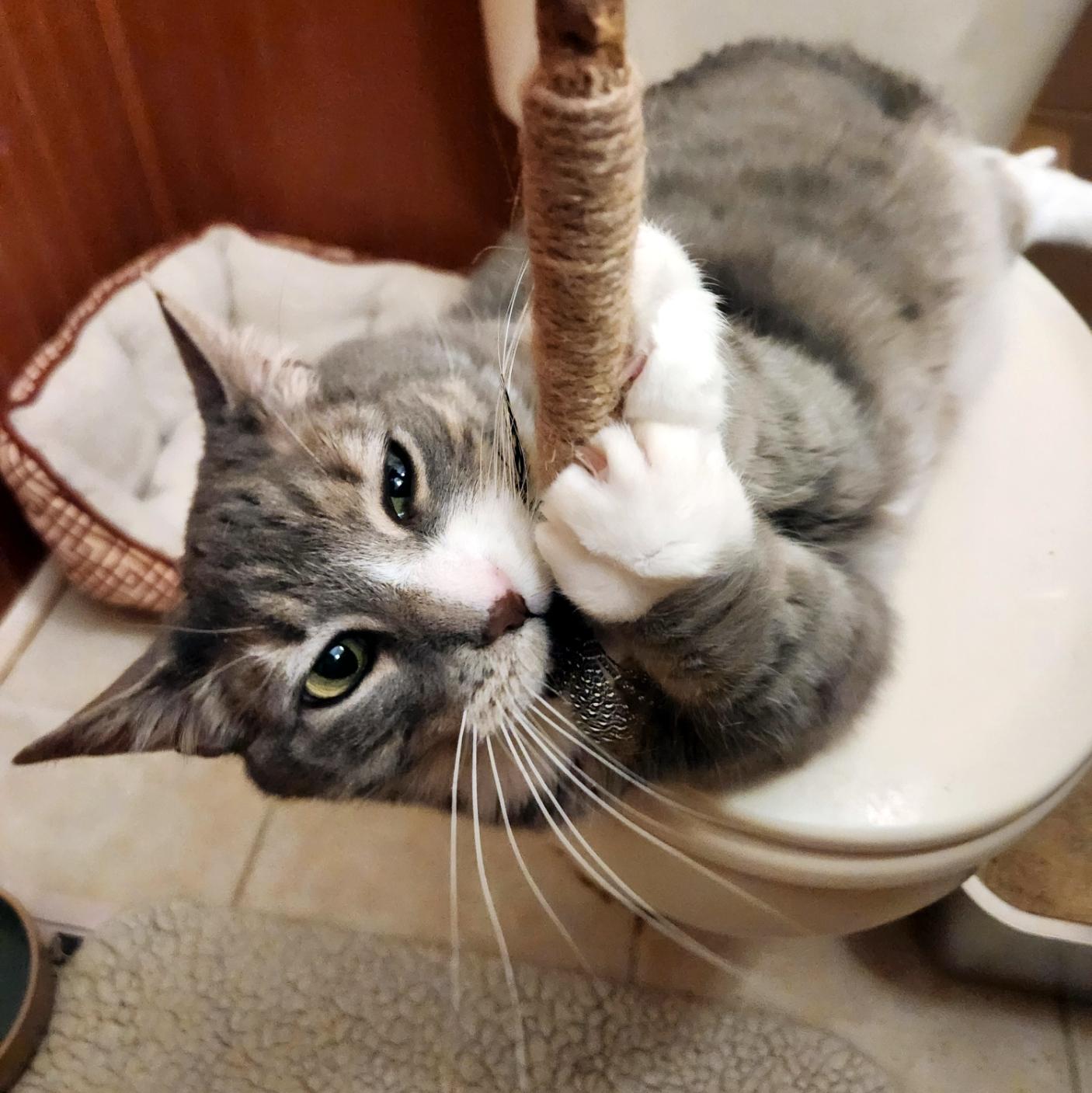 Enlarge Lilly, a Adoptable Domestic Short Hair in Pittsburgh, PA image 5/6