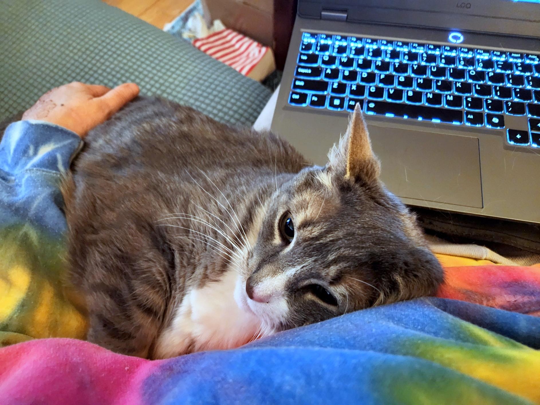 Enlarge Lilly, a Adoptable Domestic Short Hair in Pittsburgh, PA image 6/6