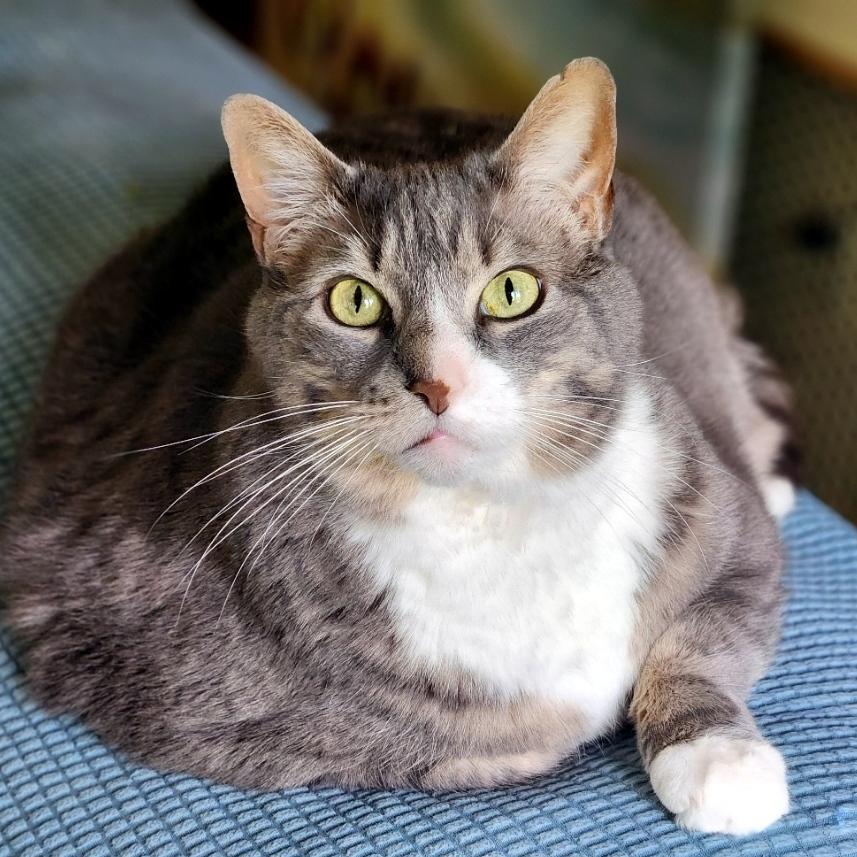 Enlarge Lilly, a Adoptable Domestic Short Hair in Pittsburgh, PA image 5/6