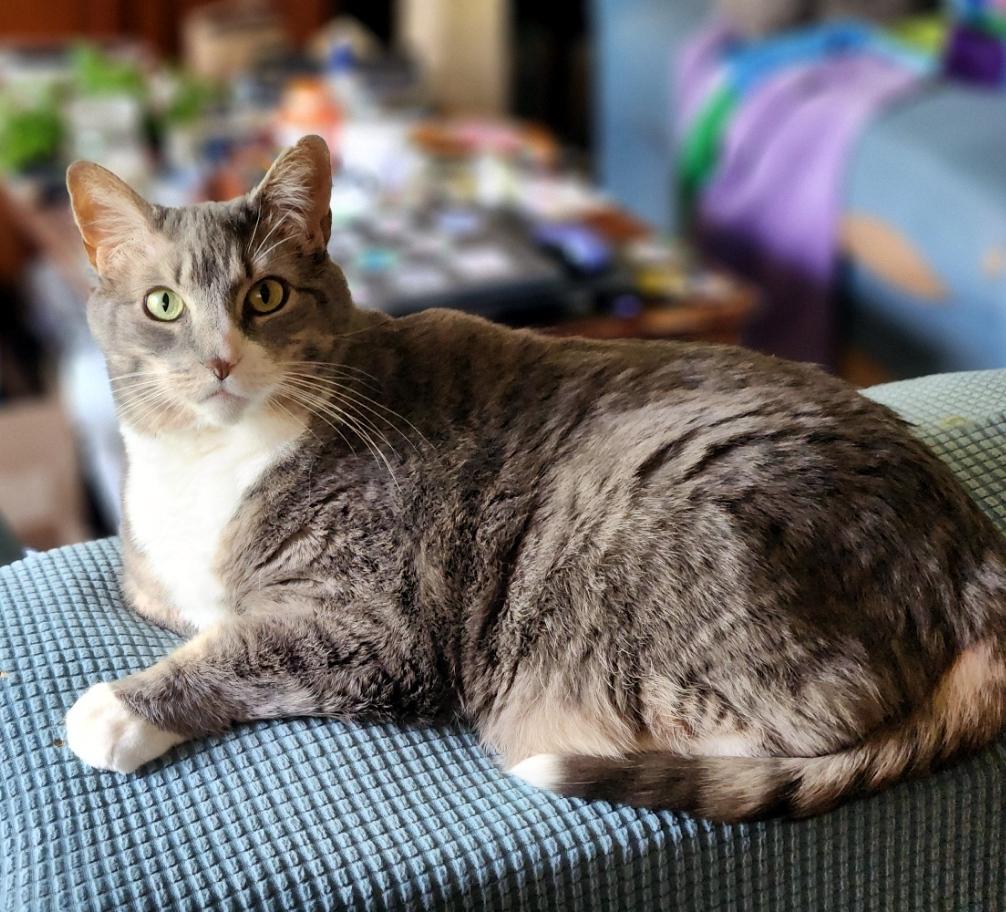 Enlarge Lilly, a Adoptable Domestic Short Hair in Pittsburgh, PA image 2/6
