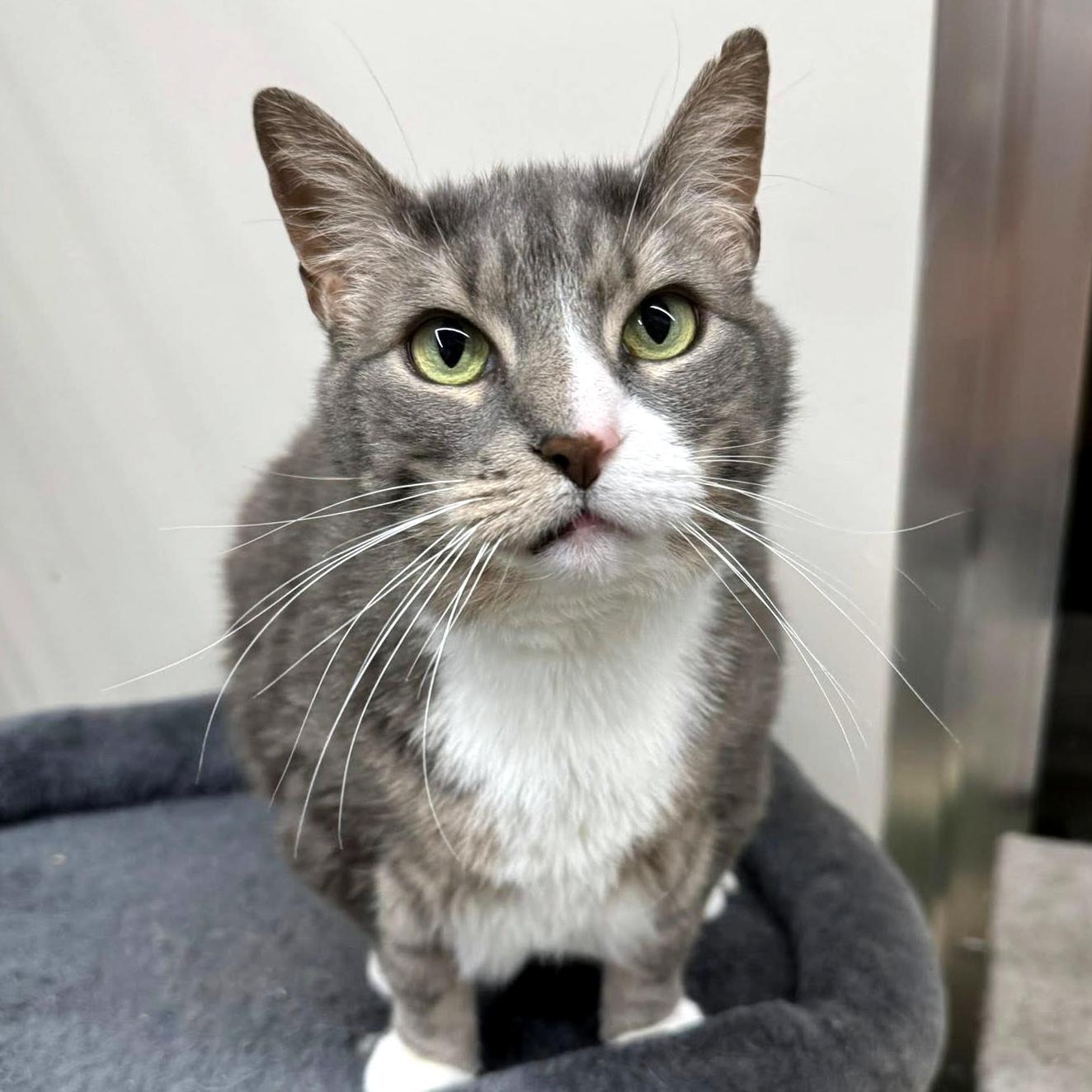 Enlarge Lilly, a Adoptable Domestic Short Hair in Pittsburgh, PA image 2/5