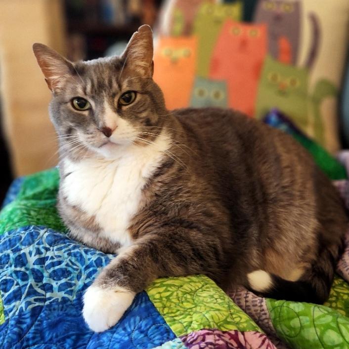 Enlarge Lilly, a Adoptable Domestic Short Hair in Pittsburgh, PA image 1/6