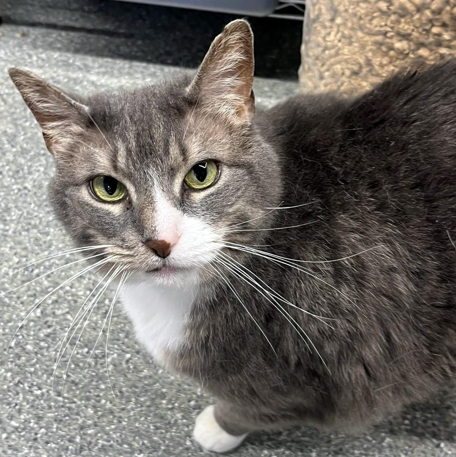 Enlarge Lilly, a Adoptable Domestic Short Hair in Pittsburgh, PA image 2/6