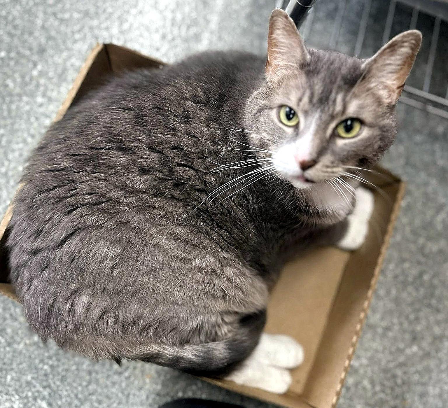 Enlarge Lilly, a Adoptable Domestic Short Hair in Pittsburgh, PA image 4/5