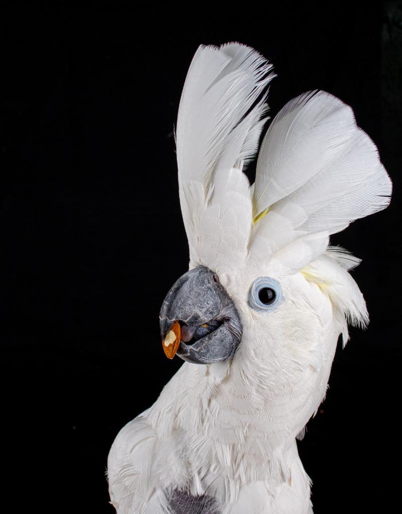 Rocky, Adoptable, Senior Male Cockatoo.