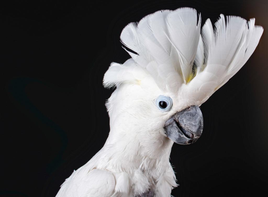 Rocky, a Adoptable Cockatoo in Indianapolis, IN image 2/6