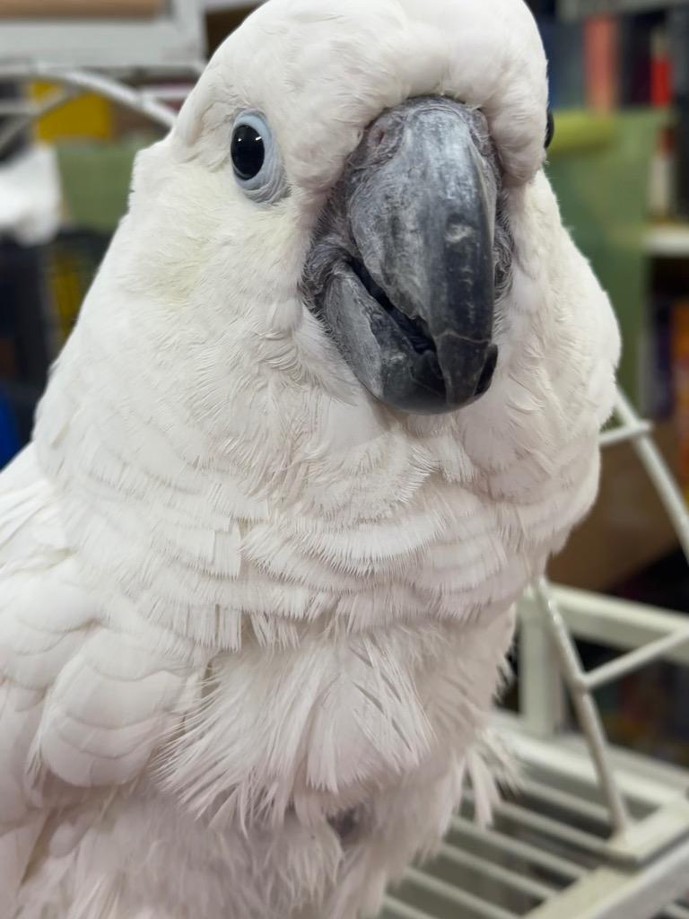 Rocky, Adoptable, Senior Male Cockatoo.