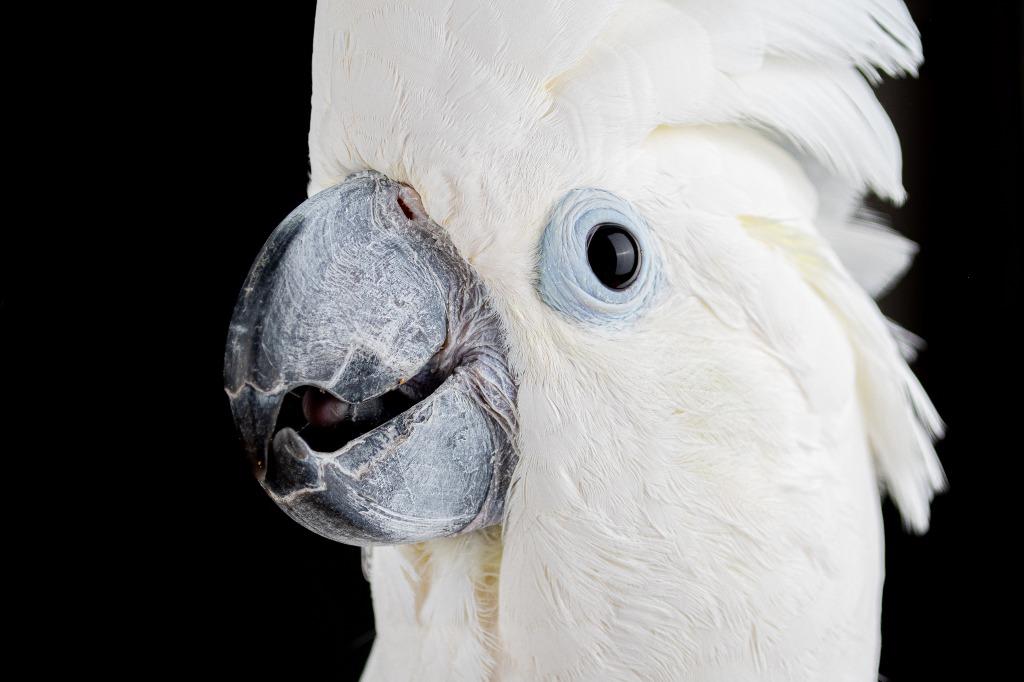 Rocky, a Adoptable Cockatoo in Indianapolis, IN image 4/6