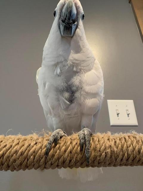 Enlarge Rocky, a Adoptable Cockatoo in Indianapolis, IN image 2/2
