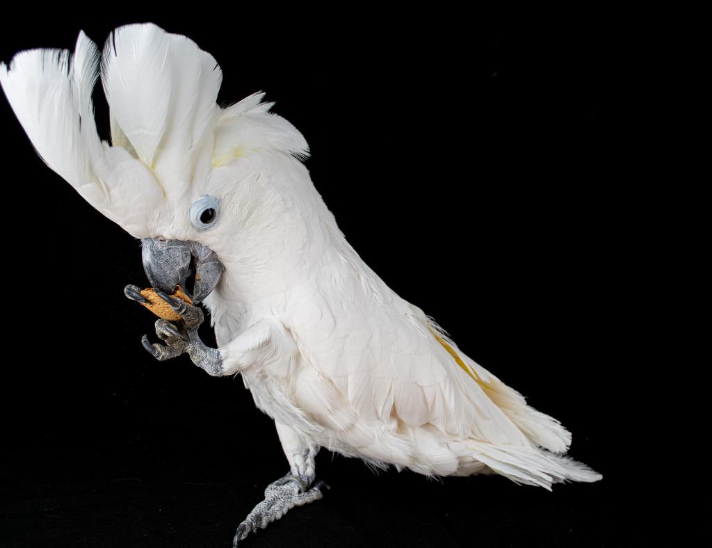 Rocky, a Adoptable Cockatoo in Indianapolis, IN image 6/6