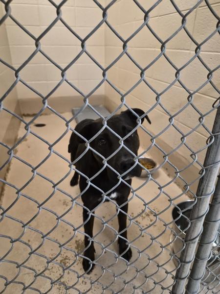 In Foster Brix, Adoptable, Young Female Labrador Retriever.