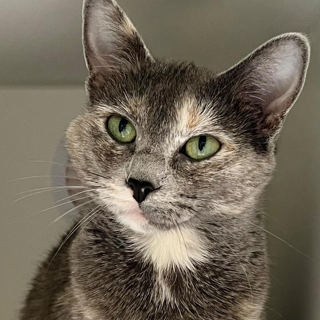 Cho-Cho-San (Missy), Adoptable, Adult Female Domestic Short Hair.