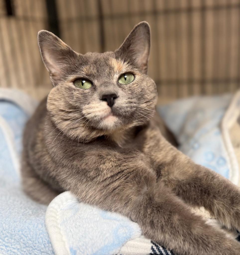Enlarge Cho-Cho-San (Missy), a Adoptable mixed breed in Columbia, IL image 2/4