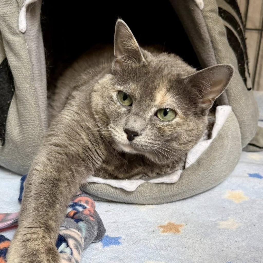 Enlarge Cho-Cho-San (Missy), a Adoptable mixed breed in Columbia, IL image 3/4