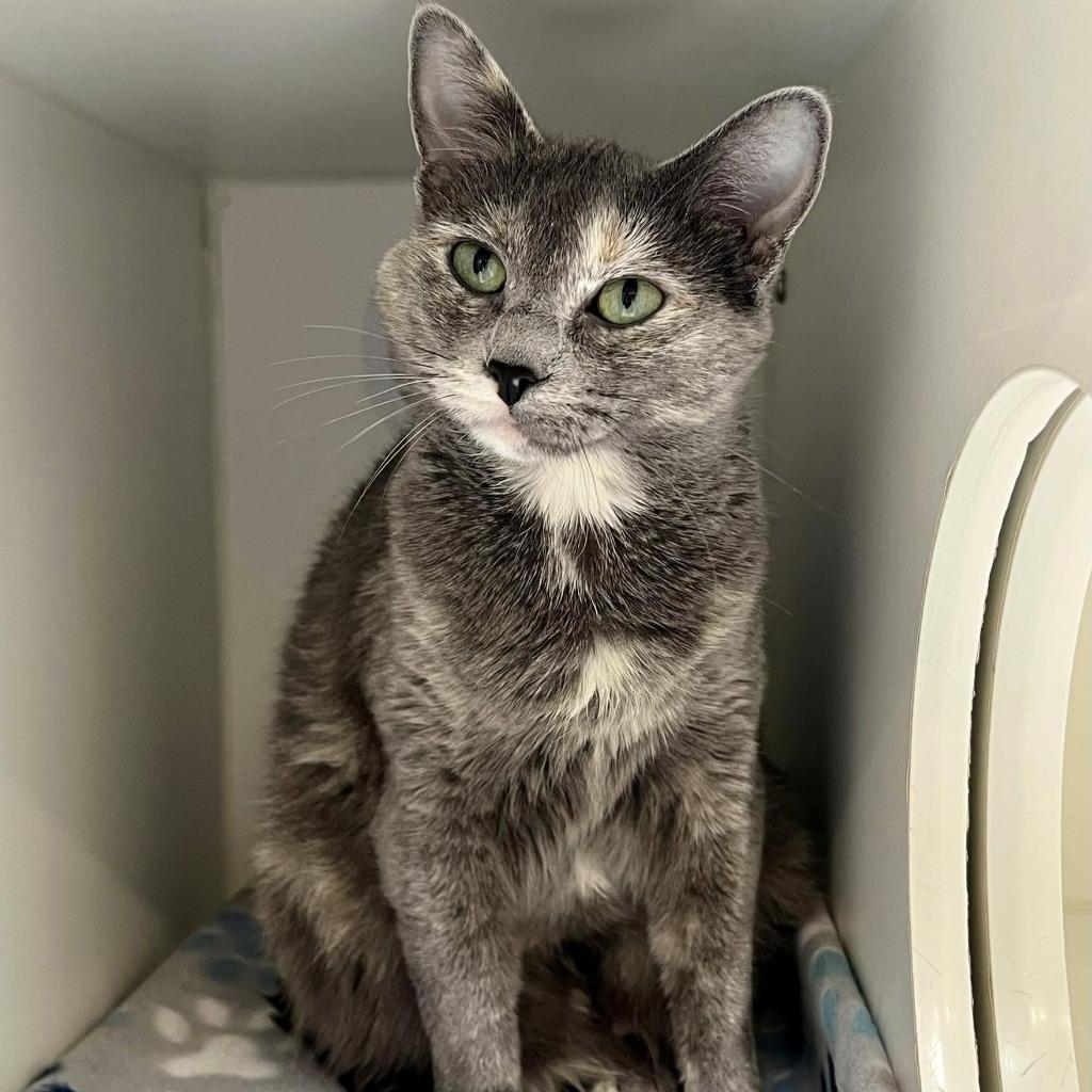 Enlarge Cho-Cho-San (Missy), a Adoptable mixed breed in Columbia, IL image 4/4