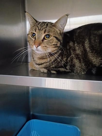 Enlarge Laurel, a Adoptable mixed breed in Beatrice, NE image 1/1