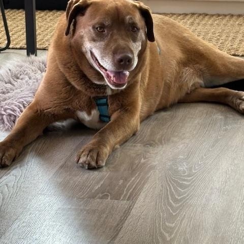 Ranger, Adopted, Adult Male Chesapeake Bay Retriever & Retriever.
