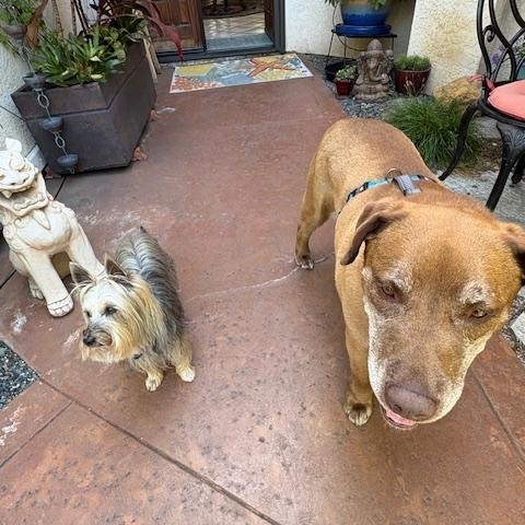 Enlarge Ranger, a Adopted mixed breed in San Diego, CA image 2/4