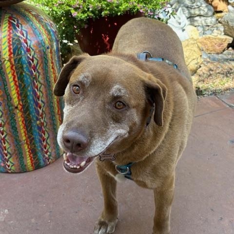 Enlarge Ranger, a Adopted mixed breed in San Diego, CA image 3/4