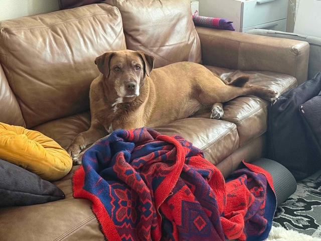 Enlarge Ranger, a Adopted mixed breed in San Diego, CA image 4/4