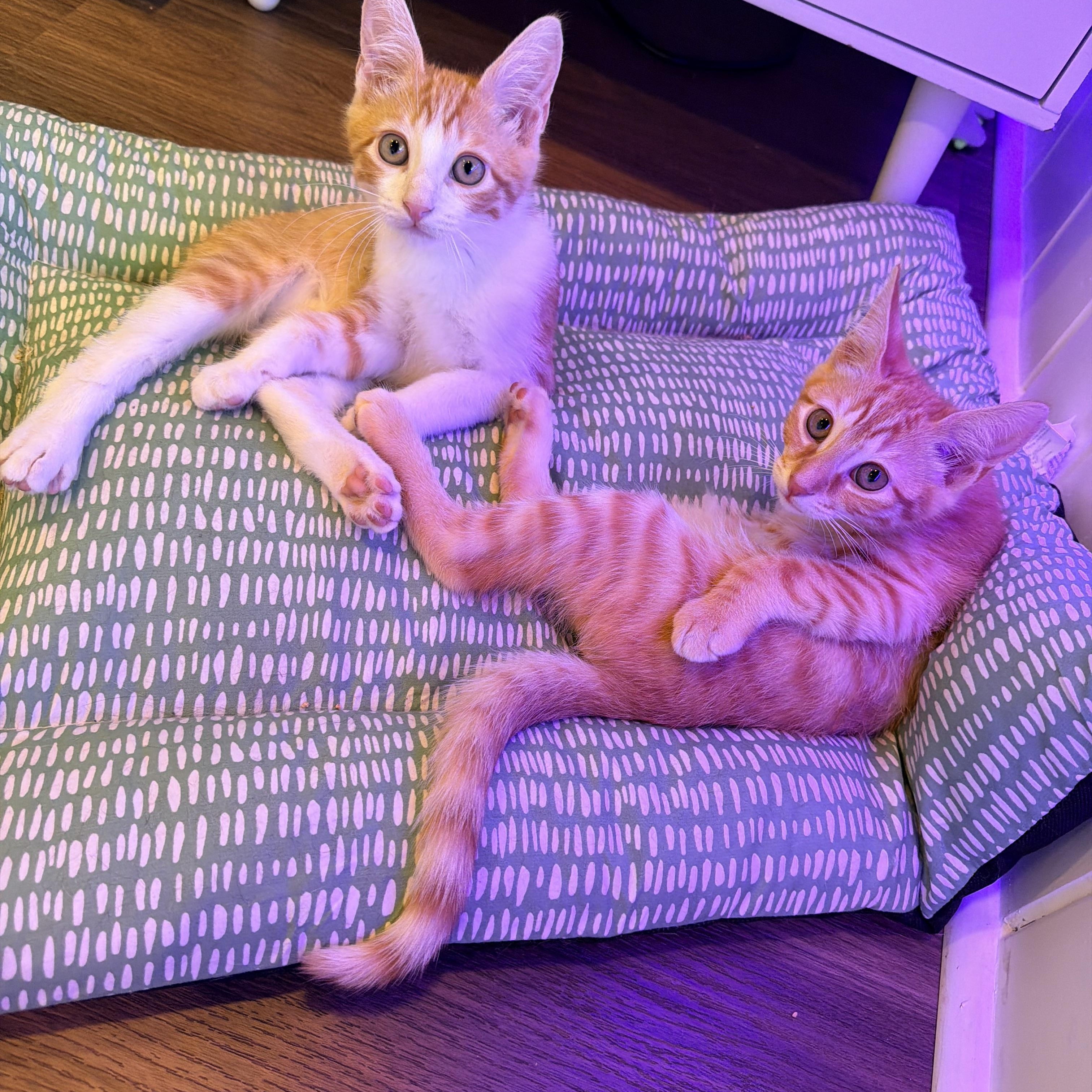 Enlarge Pizzelle and Biscoff, an adopted Domestic Short Hair in Bellmawr, NJ image 2/2