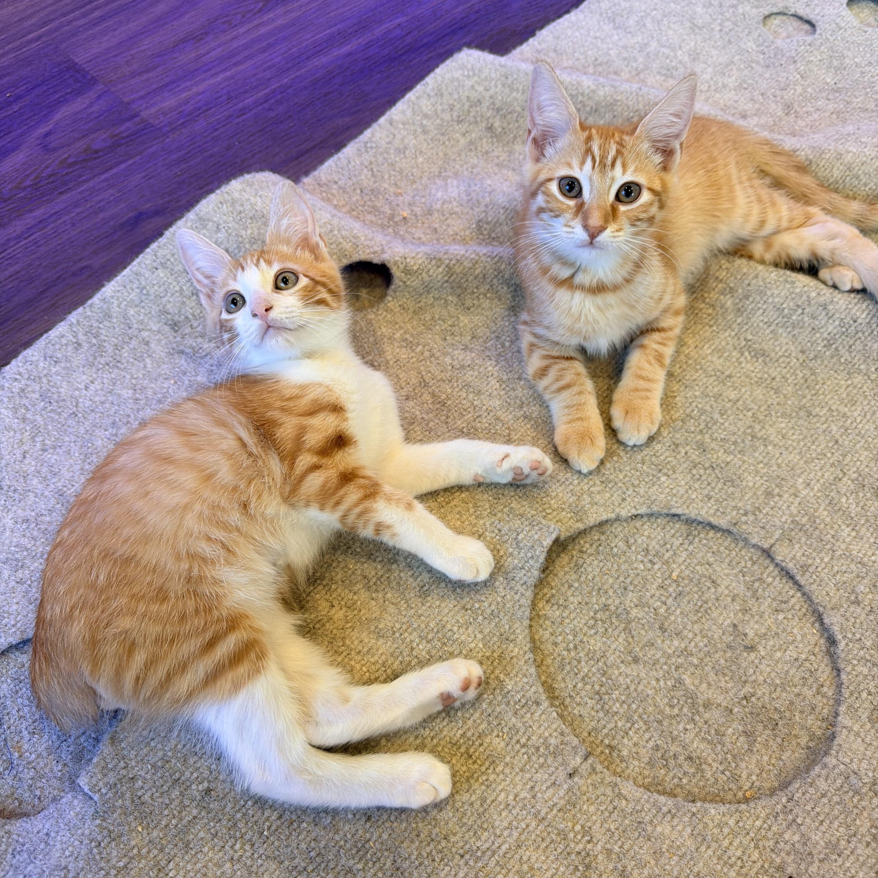 Pizzelle and Biscoff, adopted, Kitten Female Domestic Short Hair.
