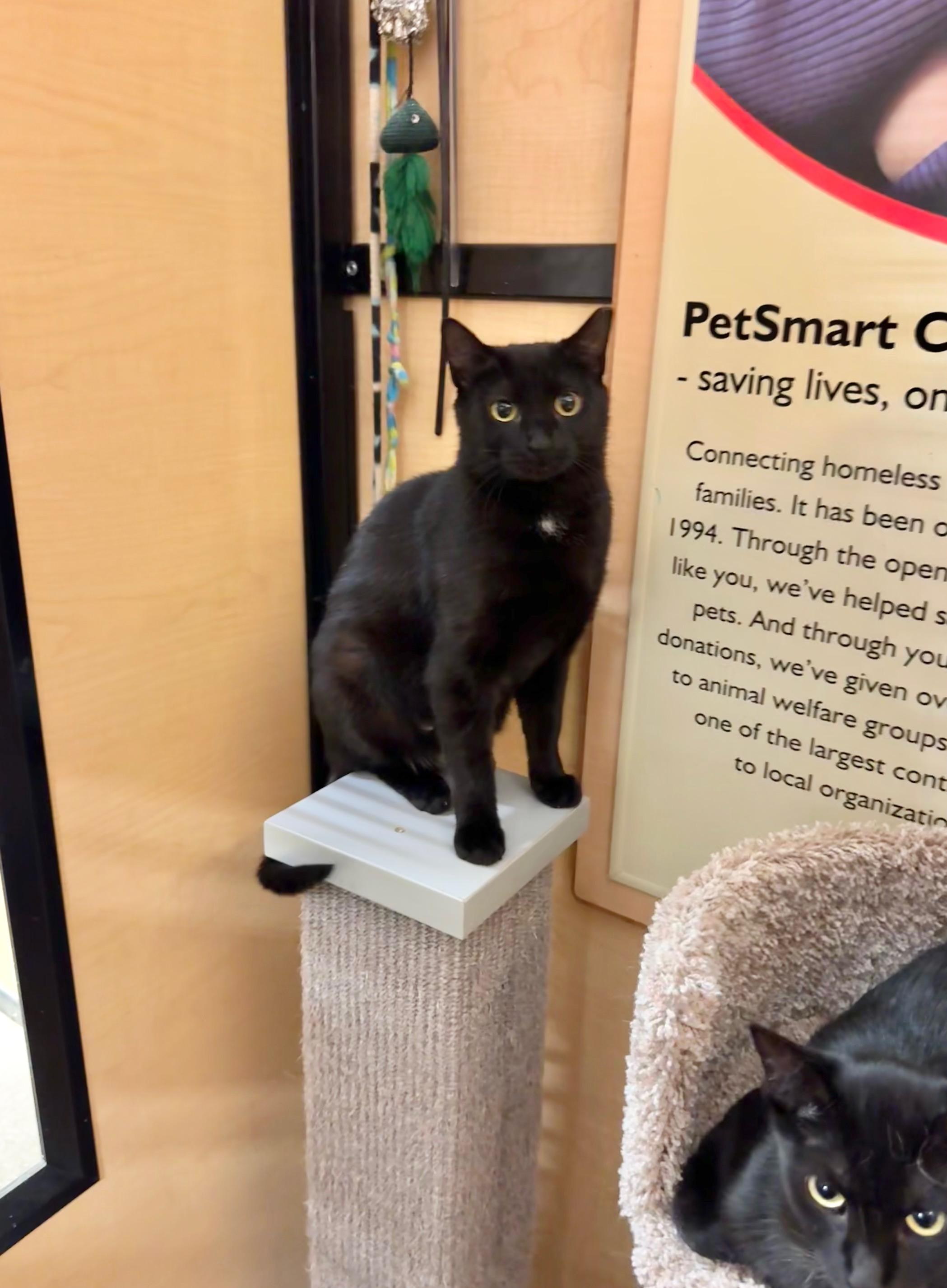 Enlarge Darjeeling, a ADOPTABLE Domestic Short Hair in Springfield, PA image 1/6