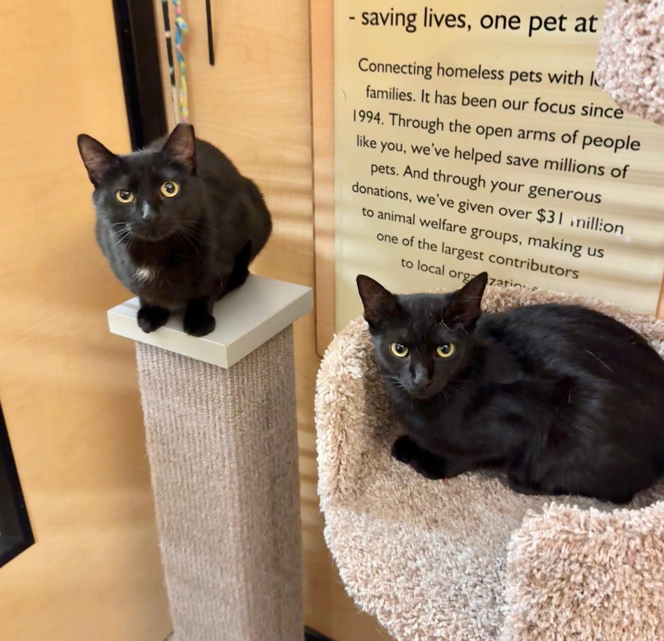 Enlarge Darjeeling, a ADOPTABLE Domestic Short Hair in Springfield, PA image 2/6