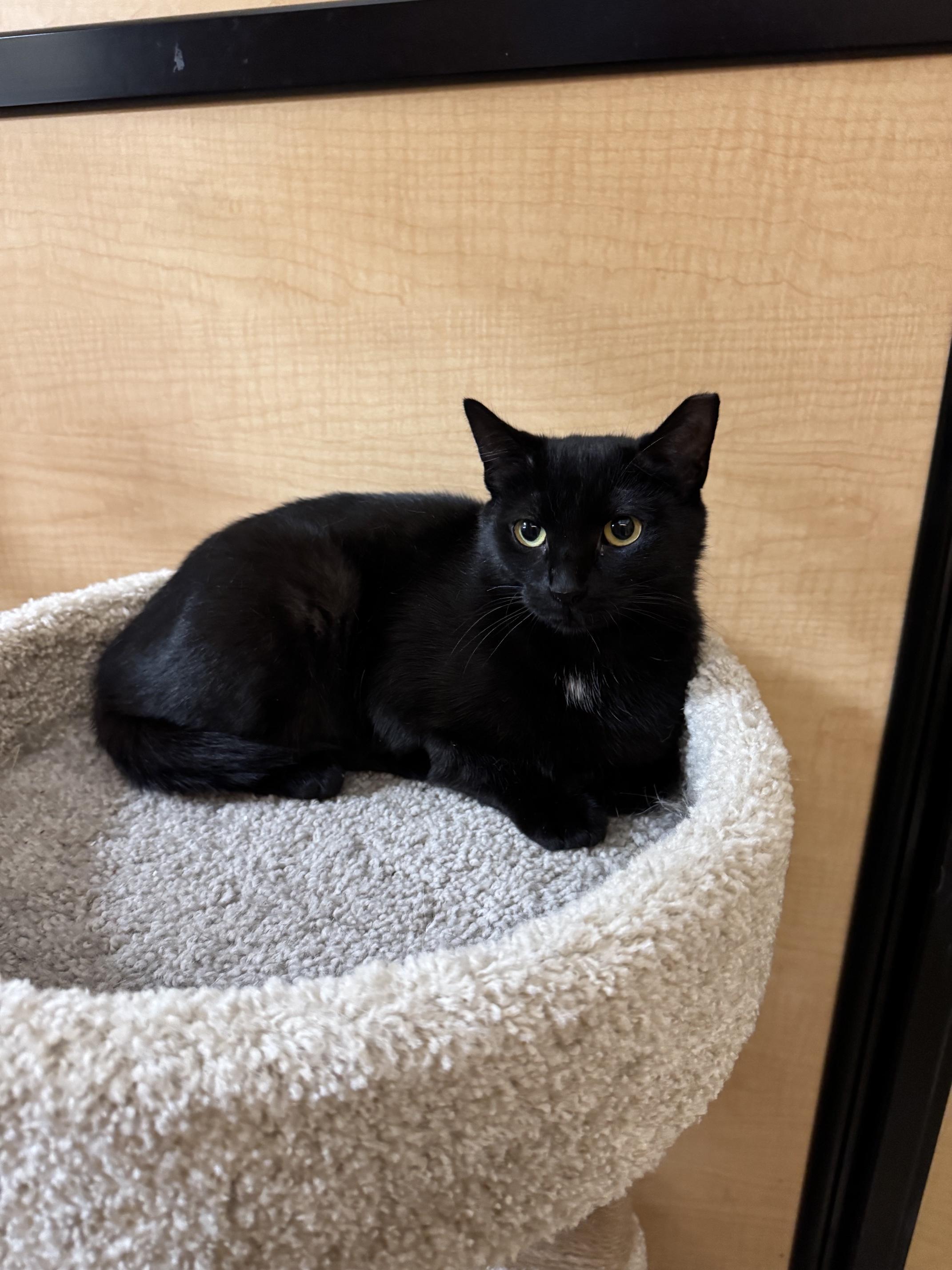 Enlarge Darjeeling, a ADOPTABLE Domestic Short Hair in Springfield, PA image 6/6