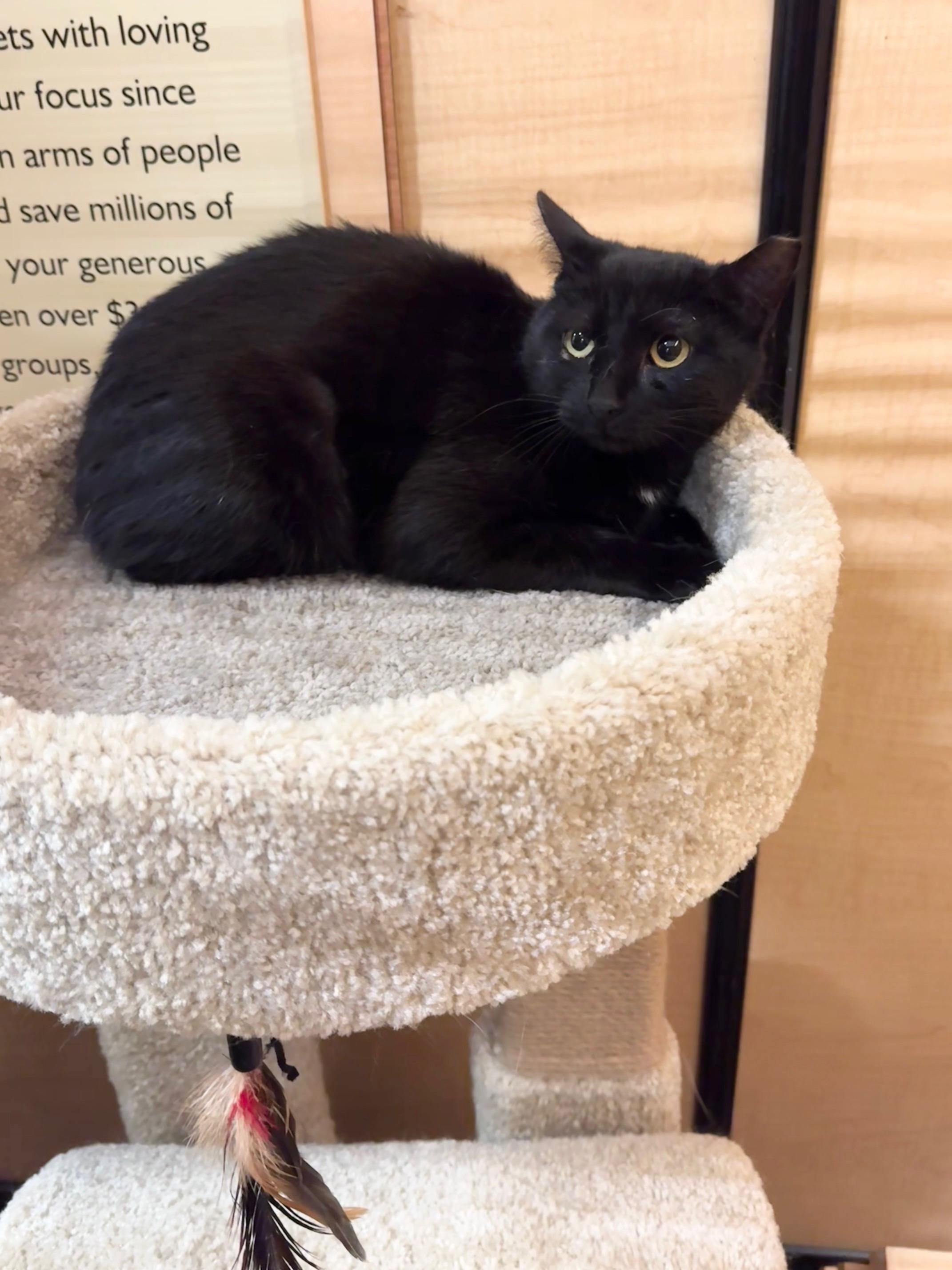 Enlarge Darjeeling, a ADOPTABLE Domestic Short Hair in Springfield, PA image 2/3