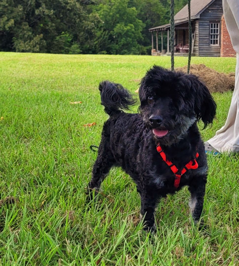 Eli, an adoptable Maltipoo in Mauk, GA, 31058 | Photo Image 1