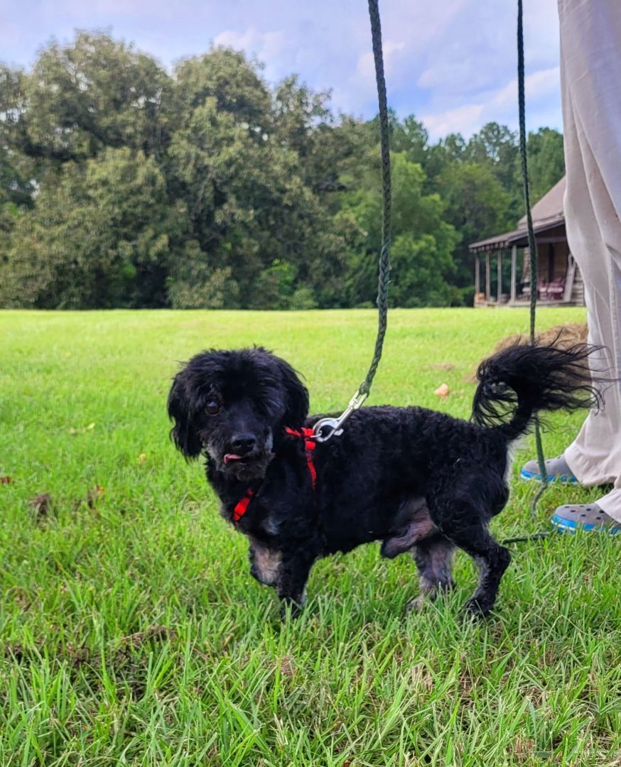 Eli, an adoptable Maltipoo in Mauk, GA, 31058 | Photo Image 2