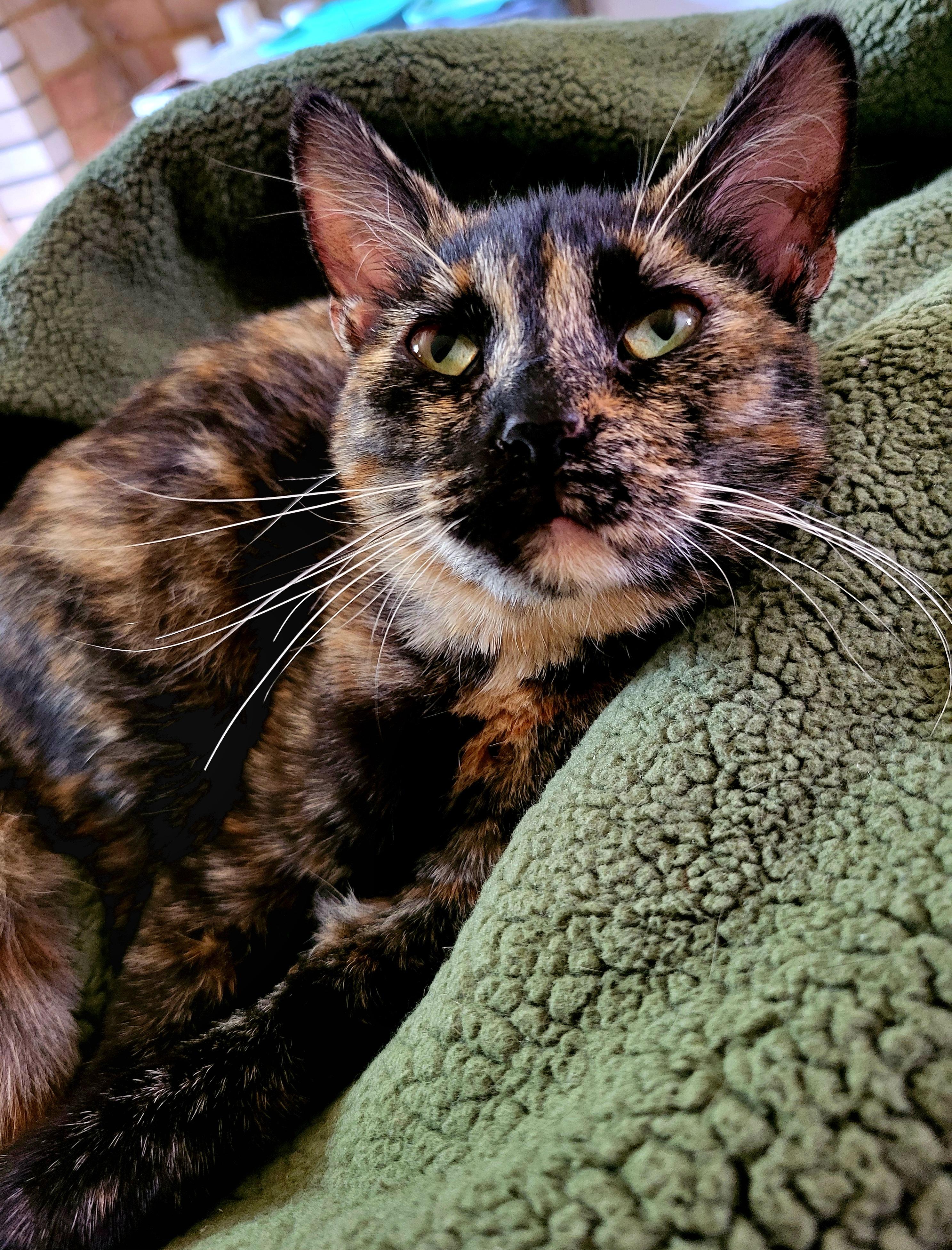 Myelin, an adopted Domestic Short Hair in Milwaukee, WI image 2/5