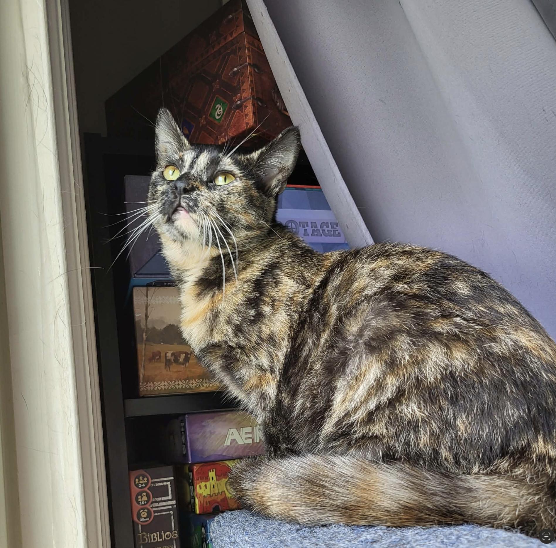 Myelin, an adopted Domestic Short Hair in Milwaukee, WI image 1/5