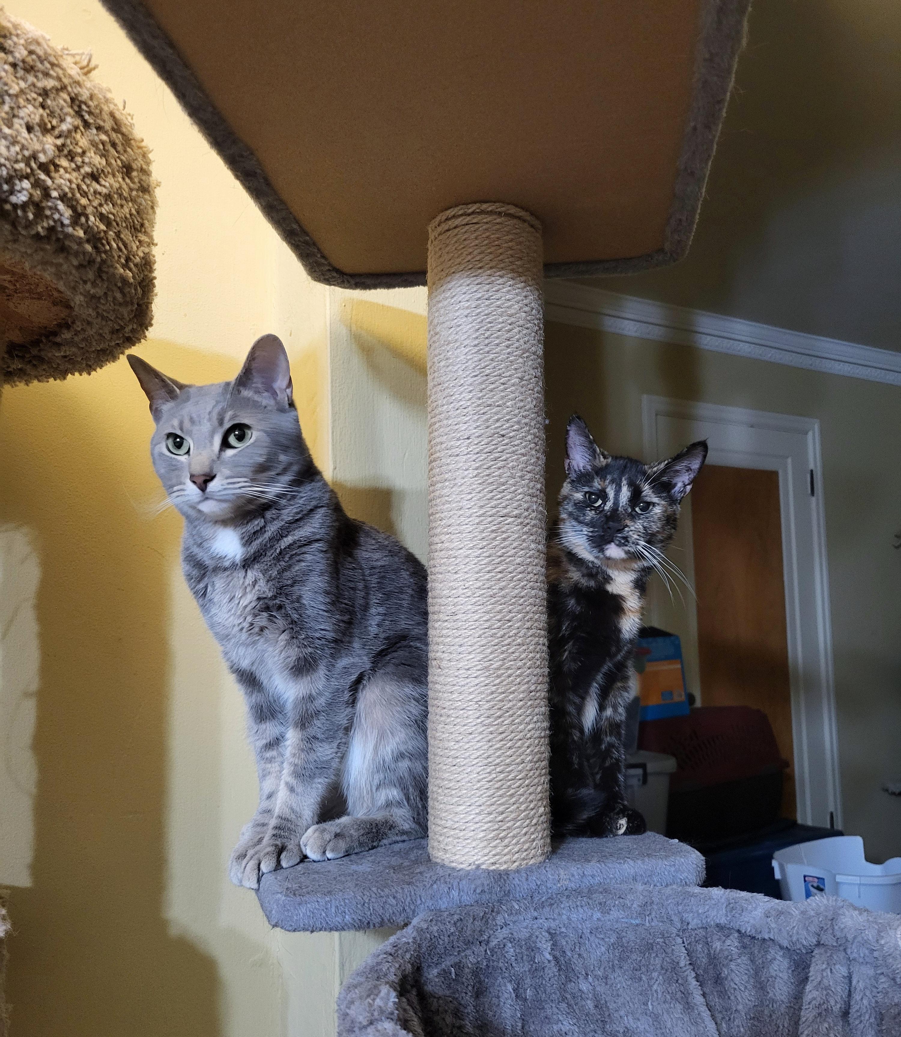 Myelin, an adopted Domestic Short Hair in Milwaukee, WI image 4/5