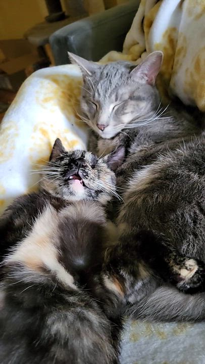 Enlarge Myelin, an adopted Domestic Short Hair in Milwaukee, WI video 5/5