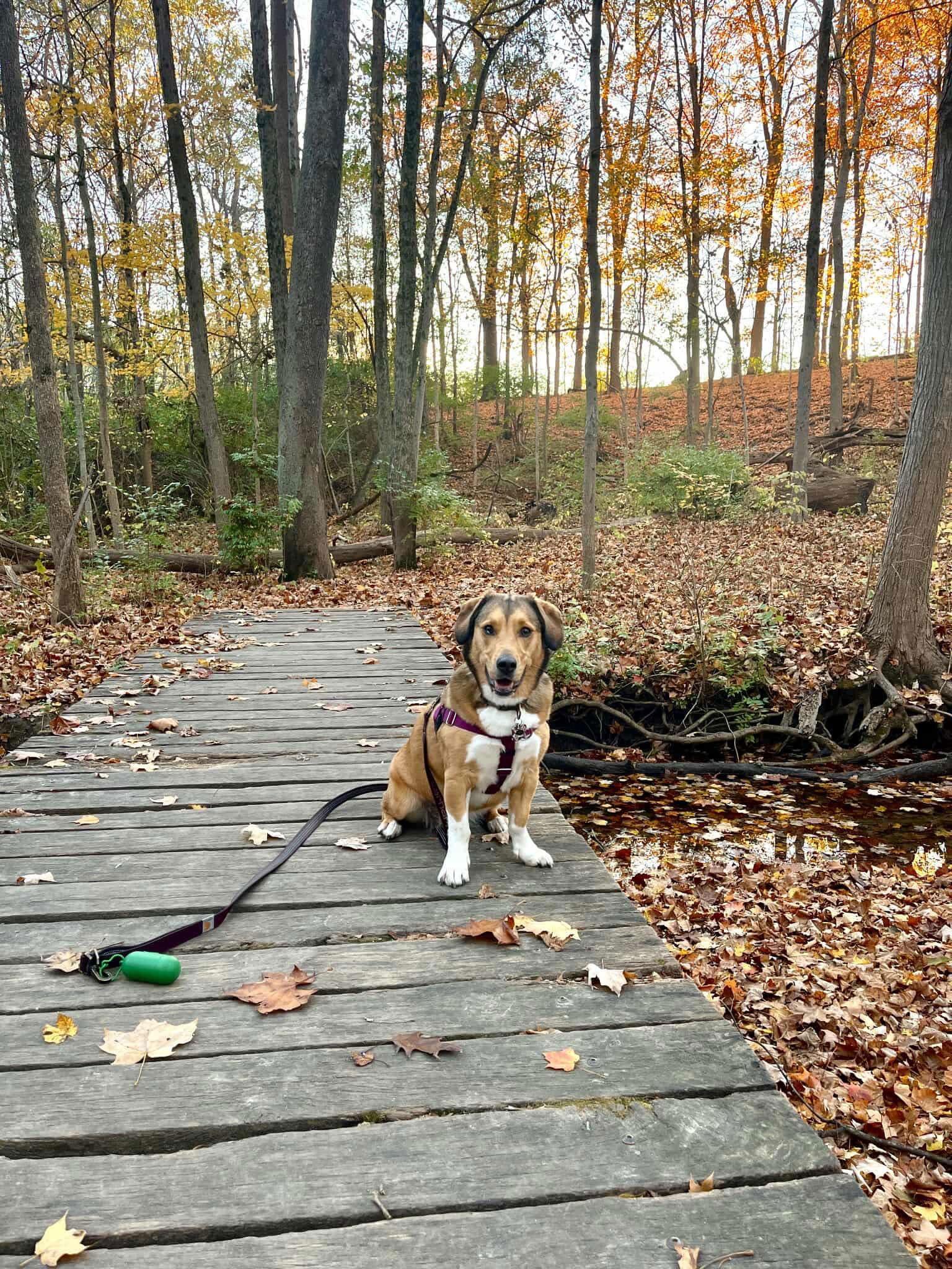 Calendar Crew (Monday), Adopted, Puppy Female Beagle.