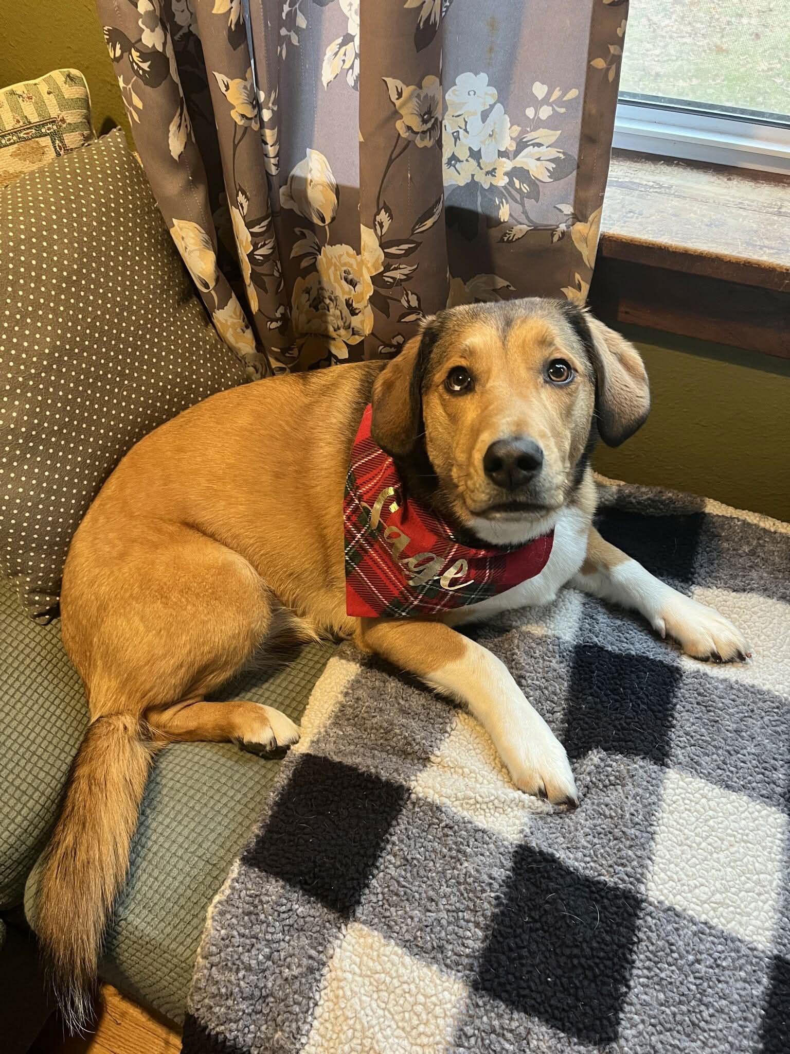 Enlarge Calendar Crew (Monday), a Adopted Beagle in Ashville, OH image 2/3