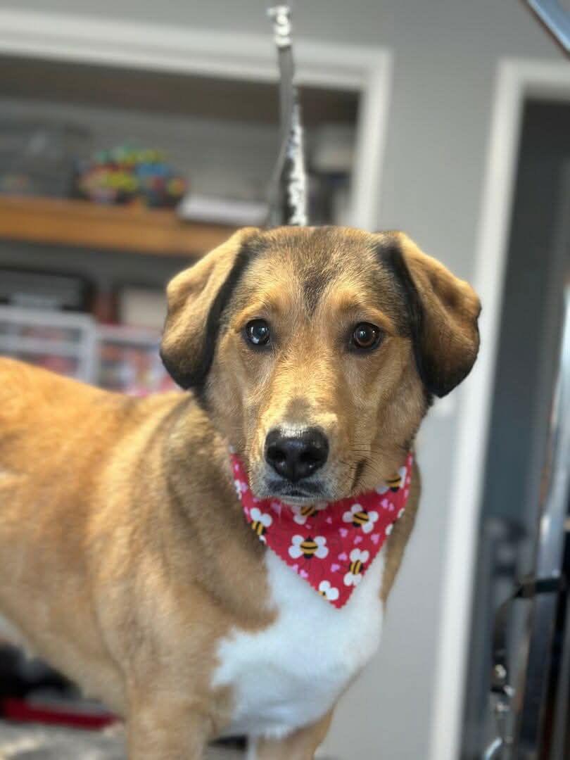 Enlarge Calendar Crew (Monday), a Adopted Beagle in Ashville, OH image 3/3