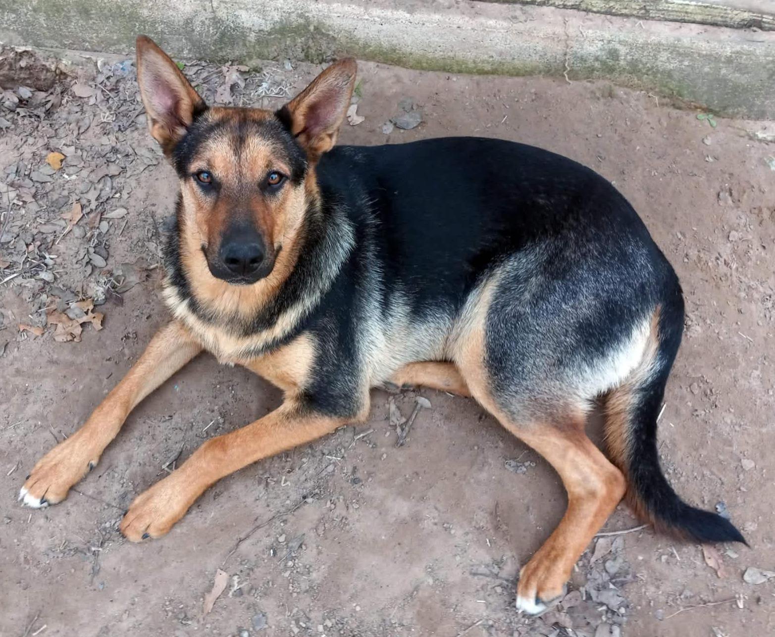 Enlarge Doug, a Adoptable German Shepherd Dog in Burleson, TX image 2/2