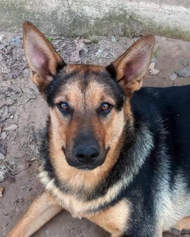 Enlarge Doug, a Adoptable German Shepherd Dog in Burleson, TX image 1/2