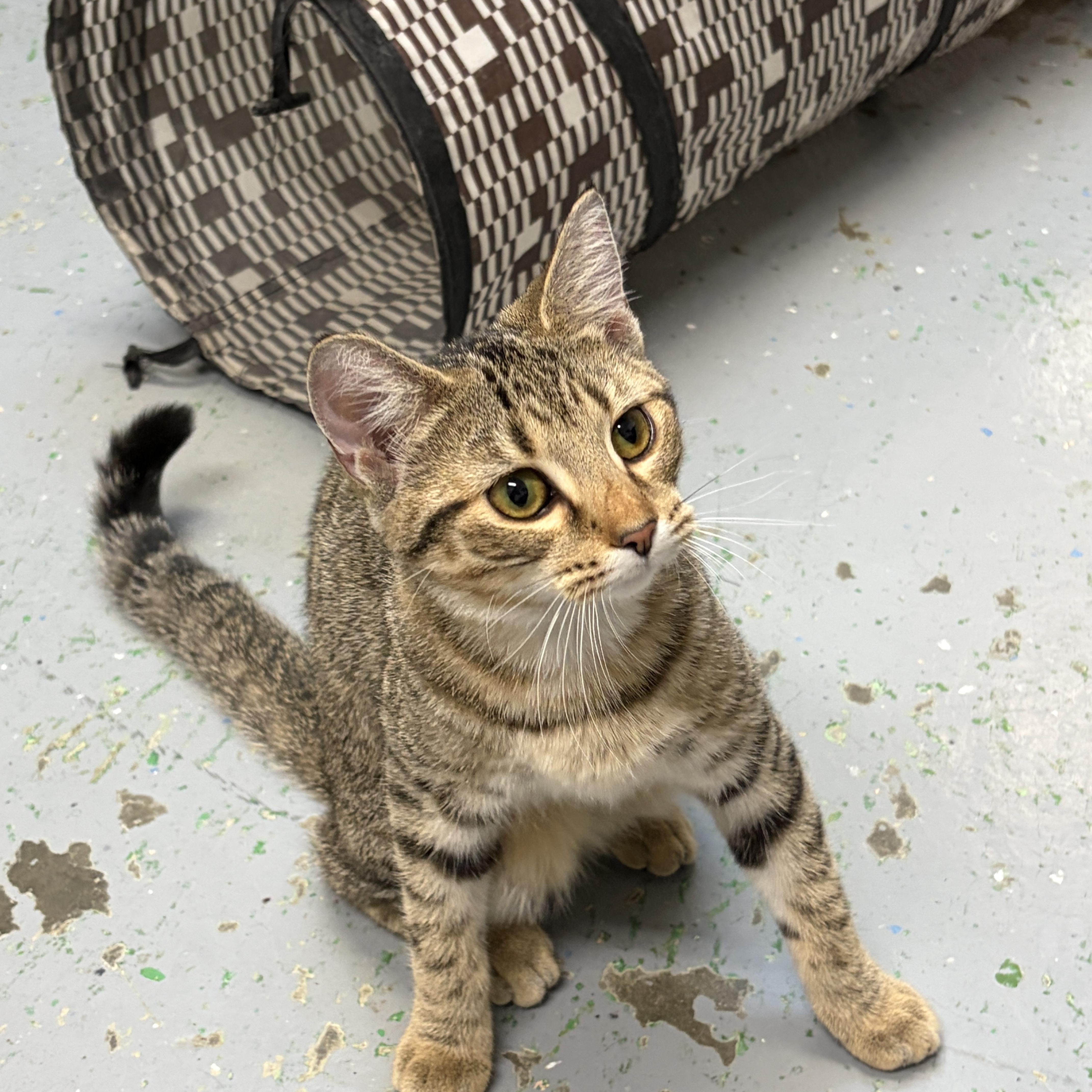 Marissa, Adoptable, Young Female Domestic Short Hair.