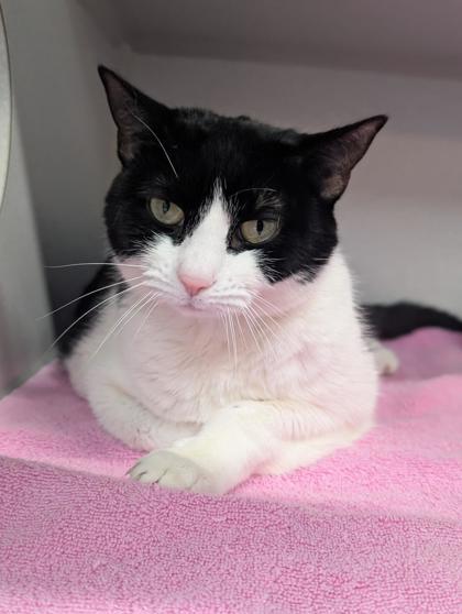 Enlarge Pinky, a Adoptable mixed breed in Bensalem, PA image 1/3