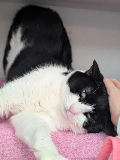 Enlarge Pinky, a Adoptable mixed breed in Bensalem, PA image 2/3