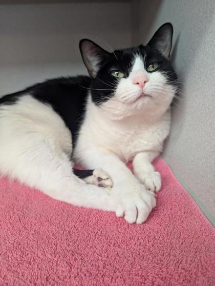 Enlarge Pinky, a Adoptable mixed breed in Bensalem, PA image 3/3